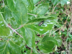 Leptura quadrifasciata
