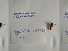 Hymenoptera