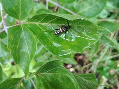 Leptura quadrifasciata