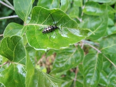 Leptura quadrifasciata
