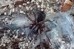 Araneae