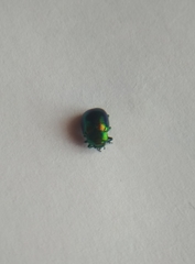 Chrysolina fastuosa