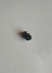 Chrysolina fastuosa