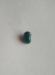 Chrysolina fastuosa