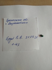 Chrysolina fastuosa