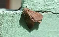 Lepidoptera