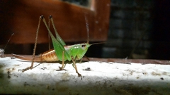 Conocephalus signatus