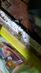 Conocephalus signatus