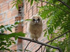 Striped Owl photo 3