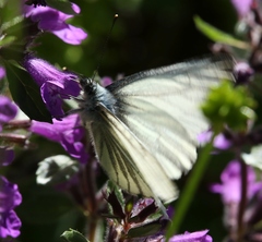 Pieris bryoniae