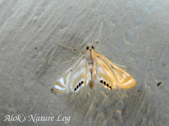 Eoophyla sejunctalis