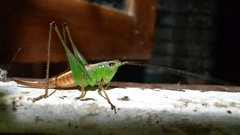 Conocephalus signatus