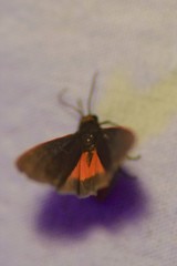 Virbia laeta