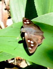 Polygonus leo pallida