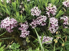 Daphne striata