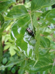 Leptura quadrifasciata