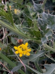 Bombus