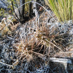 Maihueniopsis hickenii