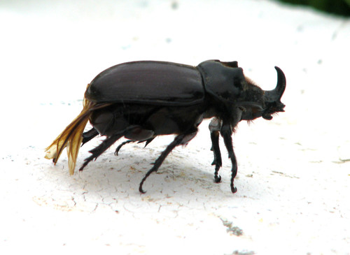 Dinoryctes truncaticollis