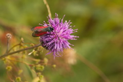 Zygaena minos