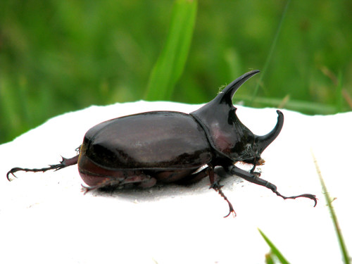 Centaurus Beetle