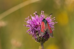 Zygaena minos