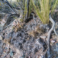 Maihueniopsis hickenii