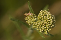 Calocoris roseomaculatus