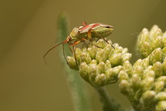 Calocoris roseomaculatus