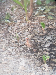 Haemorhous mexicanus