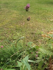 Cirsium heterophyllum