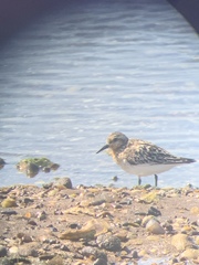 Calidris alba