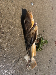 Prionotus evolans