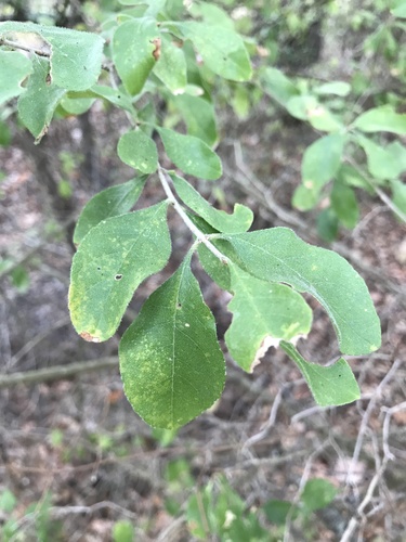 Forestiera pubescens