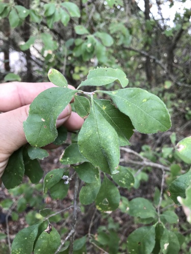 Forestiera pubescens