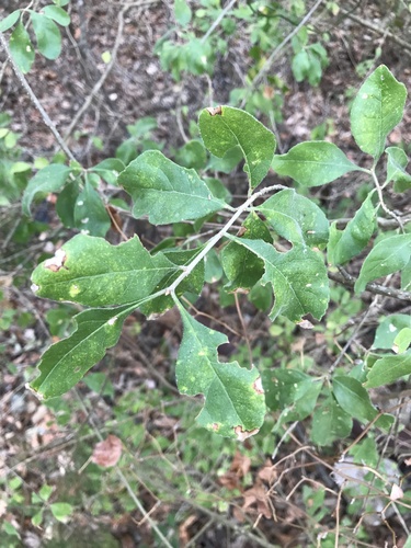 Forestiera pubescens