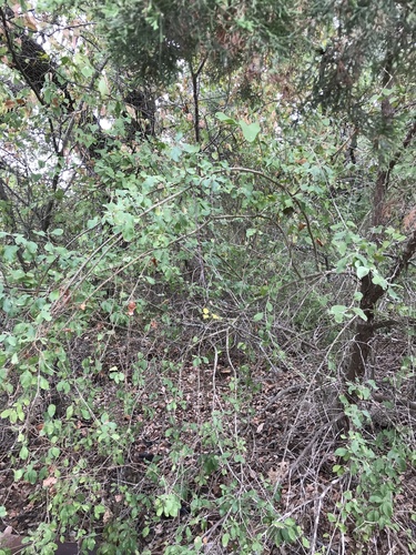 Forestiera pubescens