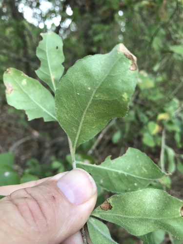 Forestiera pubescens