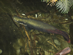 Arapaima photo 5