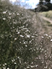 Gypsophila paniculata