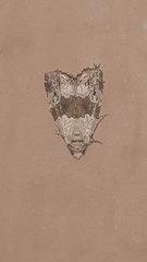Lepidoptera