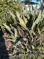 Strelitzia reginae reginae