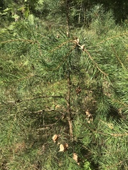 Pinus sylvestris