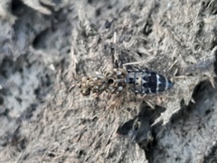 Ontholestes