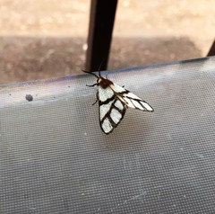Anaphe infracta