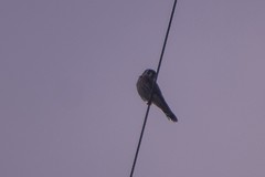 Falco sparverius