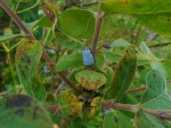 Lonicera caerulea baltica