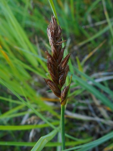 Image of Blysmus compressus by (c) Eugene Popov, some rights reserved (CC BY)