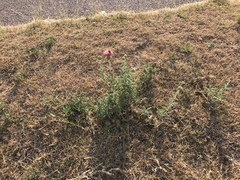 Cirsium ochrocentrum martinii