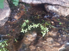 Crassula natans
